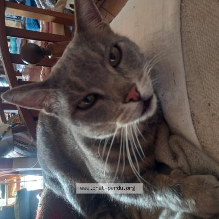 Foto 1/1 Le chat Chat perdido en Montescot