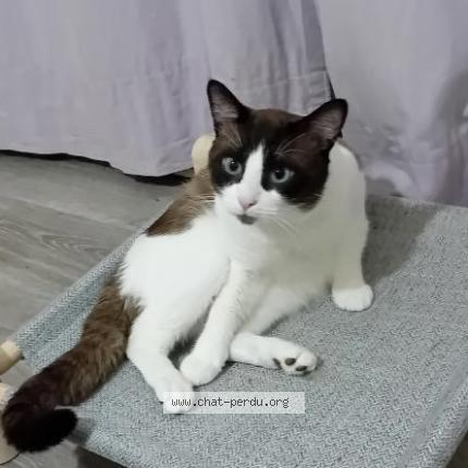 Foto 1/1 Jageun Chat perdido en Harnes