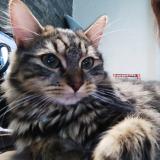 Foto del gato perdido en Livry Gargan