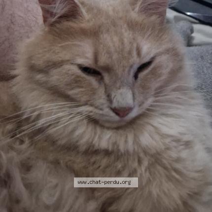 Foto 1/1 Alexis Doucet Chat perdido en Bouilly