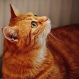 Foto del gato perdido en Marseille