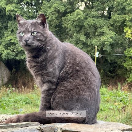 Foto 1/1 Django Chat perdido en Saint lo