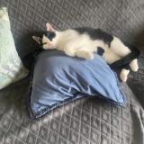 Foto del gato perdido en La Brousse