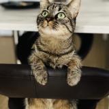 Foto del gato perdido en Saint Denis De Gastines