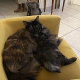 Foto del gato perdido en Irigny