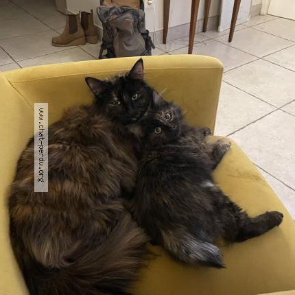 Foto 1/1 Umi Chat perdido en Irigny