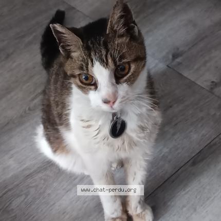 Foto 1/1 Princesse Chat perdido en Chambery