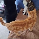 Foto del gato perdido en Nantes