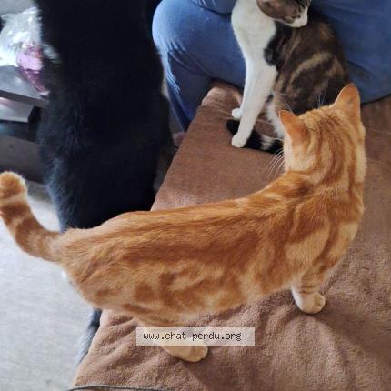 Foto 1/1 Caramel Chat perdido en Nantes