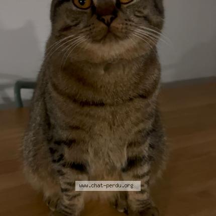 Foto 1/1 Youcou Chat perdido en Mondorf les bains