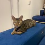 Foto del gato perdido en Toulouse