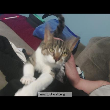 Foto 1/1 rock Chat perdido en Wayne