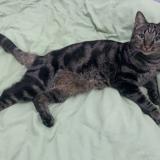 Foto del gato perdido en La Machine