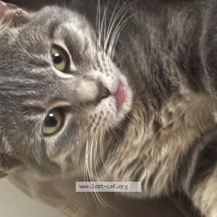 Foto 1/1 Michi Chat perdido en Mesilla park