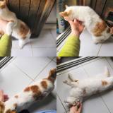 Foto de gato encontrado en St Agnan