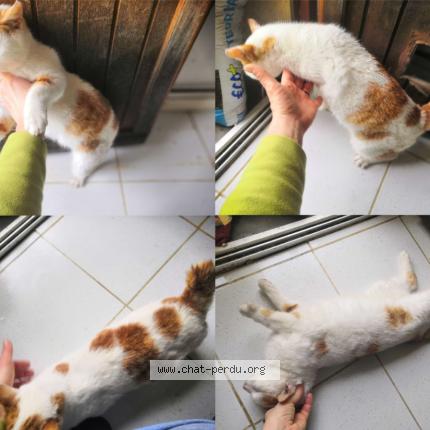 Foto 1/4 Gato encontrado Encontrado en St agnan