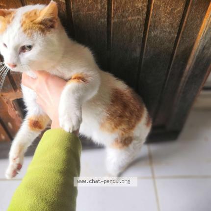 Foto 2/4 Gato encontrado Encontrado en St agnan