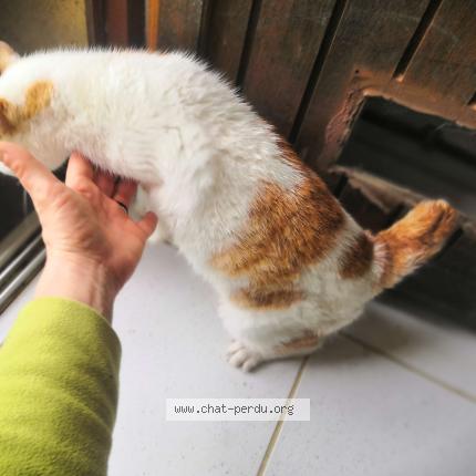 Foto 3/4 Gato encontrado Encontrado en St agnan