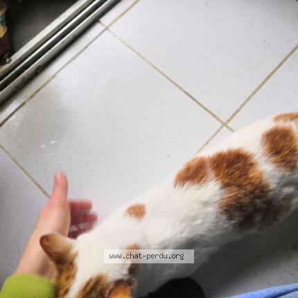 Foto 4/4 Gato encontrado Encontrado en St agnan