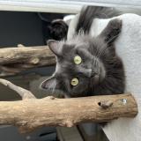 Foto del gato perdido en Romagnat