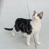 Foto del gato perdido en St Lambert La Potherie