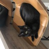 Foto del gato perdido en Caumont Sur Durance