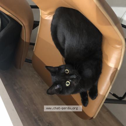 Foto 1/1 Akira Chat perdido en Caumont sur durance