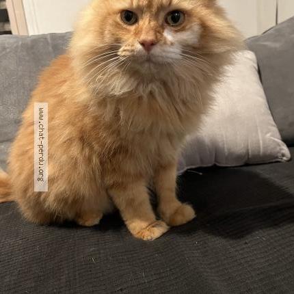 Foto 1/1 Gato encontrado Encontrado en Saint germain sur ay