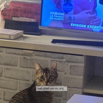 Foto 1/1 Salem Chat perdido en Argenteuil