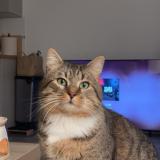 Foto del gato perdido en Villeneuve Saint Denis