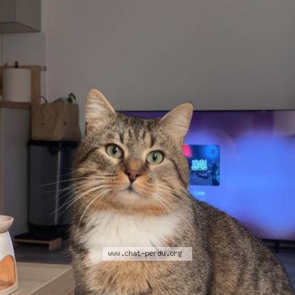 Foto 1/1 Krimo Chat perdido en Villeneuve saint denis