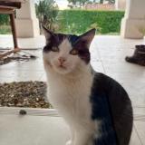 Foto de gato encontrado en Sauzet