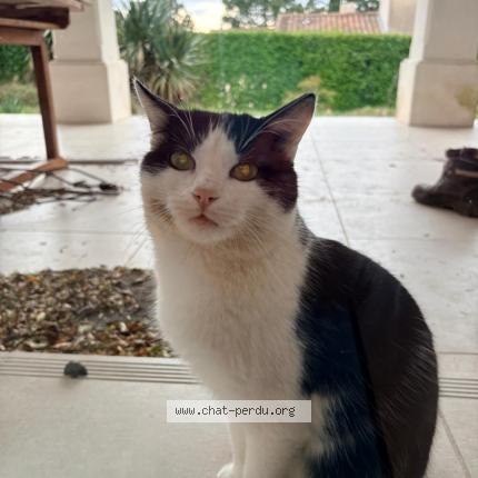 Foto 1/1 Gato encontrado Encontrado en Sauzet