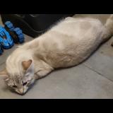 Foto del gato perdido en Chateaubourg