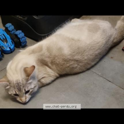 Foto 1/1 &Eacute;clair Chat perdido en Chateaubourg