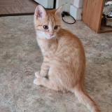 Foto del gato perdido en Thonon Les Bains