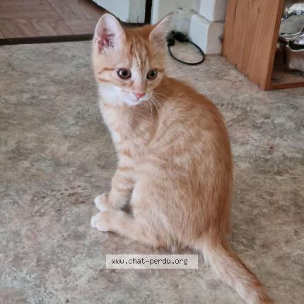 Foto 1/1 Mousse ou Minouche Chat perdido en Thonon les bains