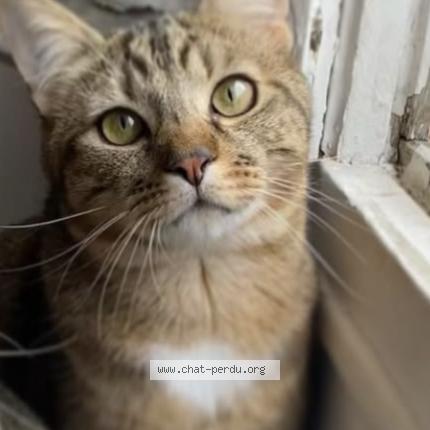 Foto 1/1 Danny Chat perdido en Choisy le roi