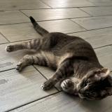 Foto del gato perdido en Wattrelos