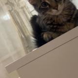 Foto del gato perdido en Villefranche Sur Saone