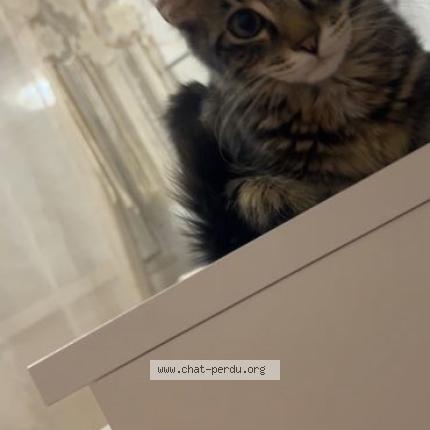 Foto 1/1 Mickey Chat perdido en Villefranche sur saone