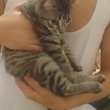 Foto de gato encontrado en Agen