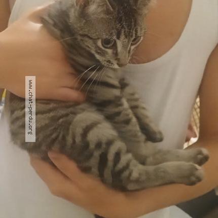 Foto 1/1 Gato encontrado Encontrado en Agen
