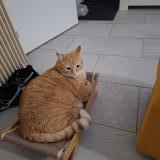 Foto del gato perdido en Thiais