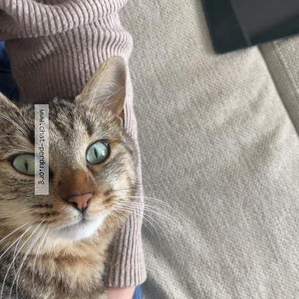 Foto 1/1 Ruben Chat perdido en Langogne