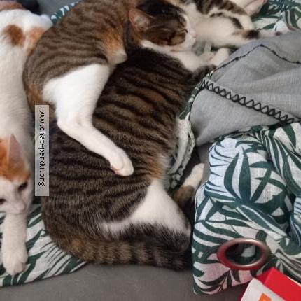 Foto 1/1 Gino Chat perdido en Saint pee sur nivelle