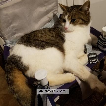 Foto 1/1 Maela Quenea Chat perdido en Ploemeur