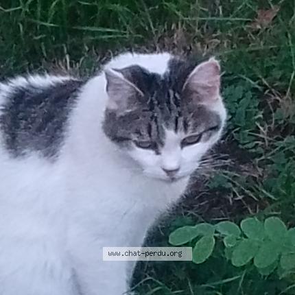 Foto 1/1 Gato encontrado Perdido en Saint geniez d olt et d aubrac