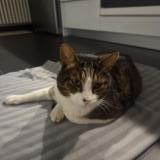 Foto de gato encontrado en Geneve