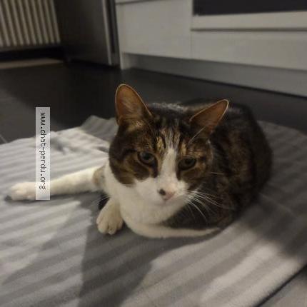 Foto 1/1 Gato encontrado Encontrado en Geneve
